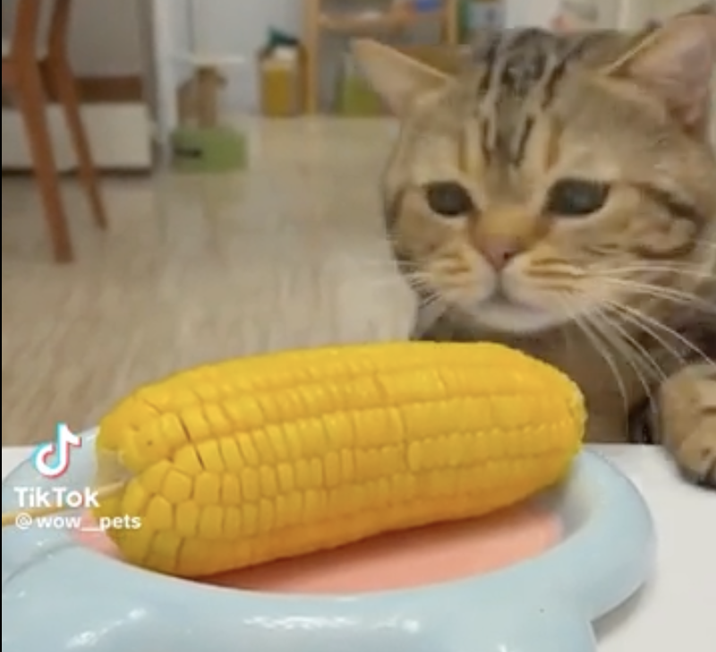 TRENDING NOW: Cat gives corn on the cob a serious lickin' | iNFOnews.ca